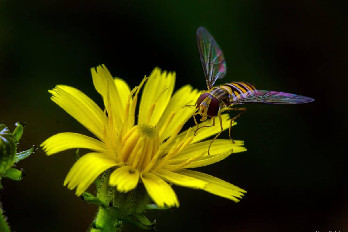 Natura, Motyl, Pszczoła, makro, owad, kwiat, skrzydło, pyłek, nektar