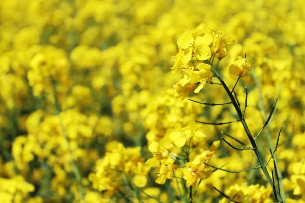 summer, flora, rapeseed, nature, field, flower, agriculture