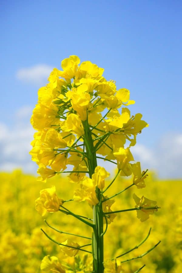 flower, flora, field, agriculture, nature, rapeseed, blue sky, daylight