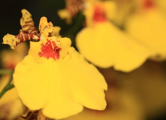 ธรรมชาติ พืช ดอกไม้ ใบ กลีบดอก พืช ดอก สีเหลือง