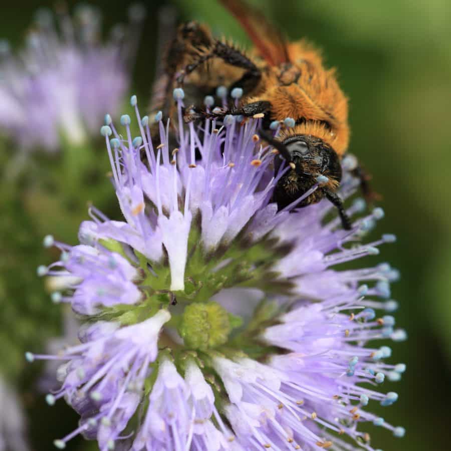 Natura, lato, pyłek, kwiat, Pszczoła, makro, owad, nektar