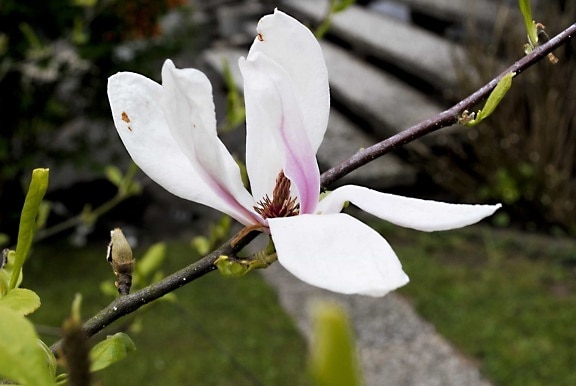 φύση, φύλλο, λουλούδι, δέντρο, magnolia, άνθος, φυτό, πέταλο