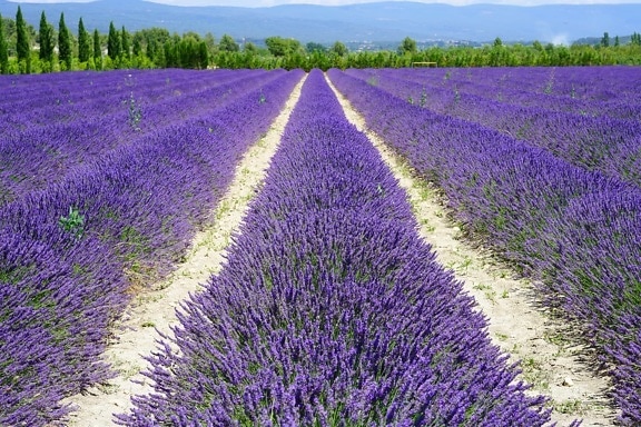 Lavendel, Feld, Landwirtschaft, Aromatherapie, lila, Natur, Parfüm