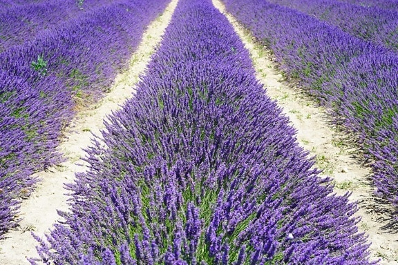 Flora, Lavendel, Feld, Landwirtschaft, Aromatherapie, Natur