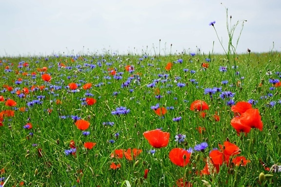 summer, field, wildflower, grass, opium poppy, flora, countryside, nature