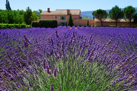 Flora, natuur, bloem, zomer, aromatherapie, veld, lavendel, boerderij