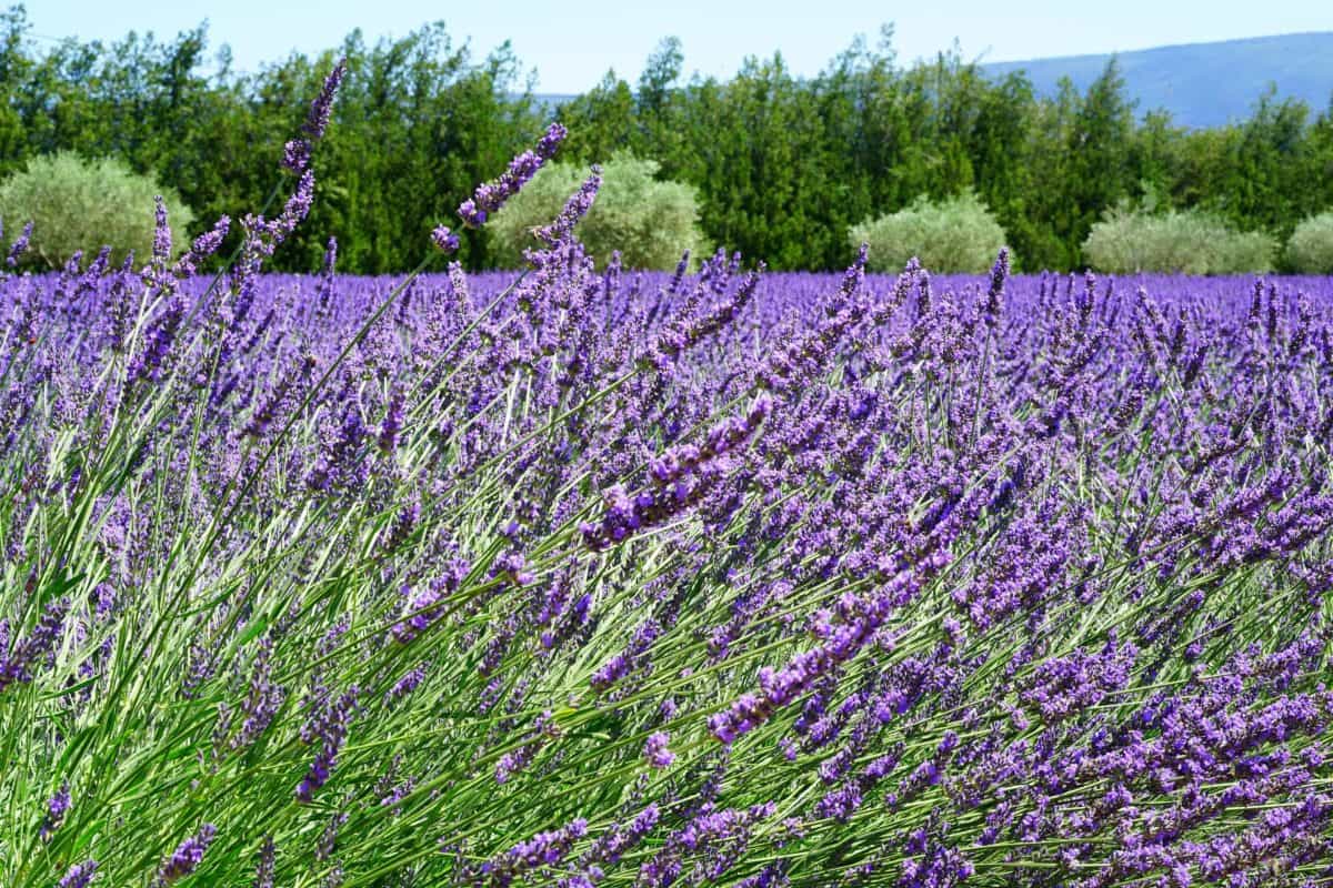 Parfüm, Flora, Sommer, Feld, Aromatherapie, Blume, Natur