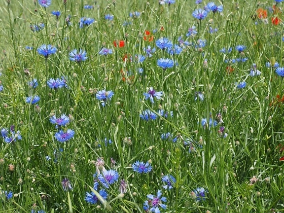 ฟลอร่า ฟิลด์ ดอกไม้ สวน หญ้า ฤดูร้อน ธรรมชาติ สีน้ำเงิน สมุนไพร