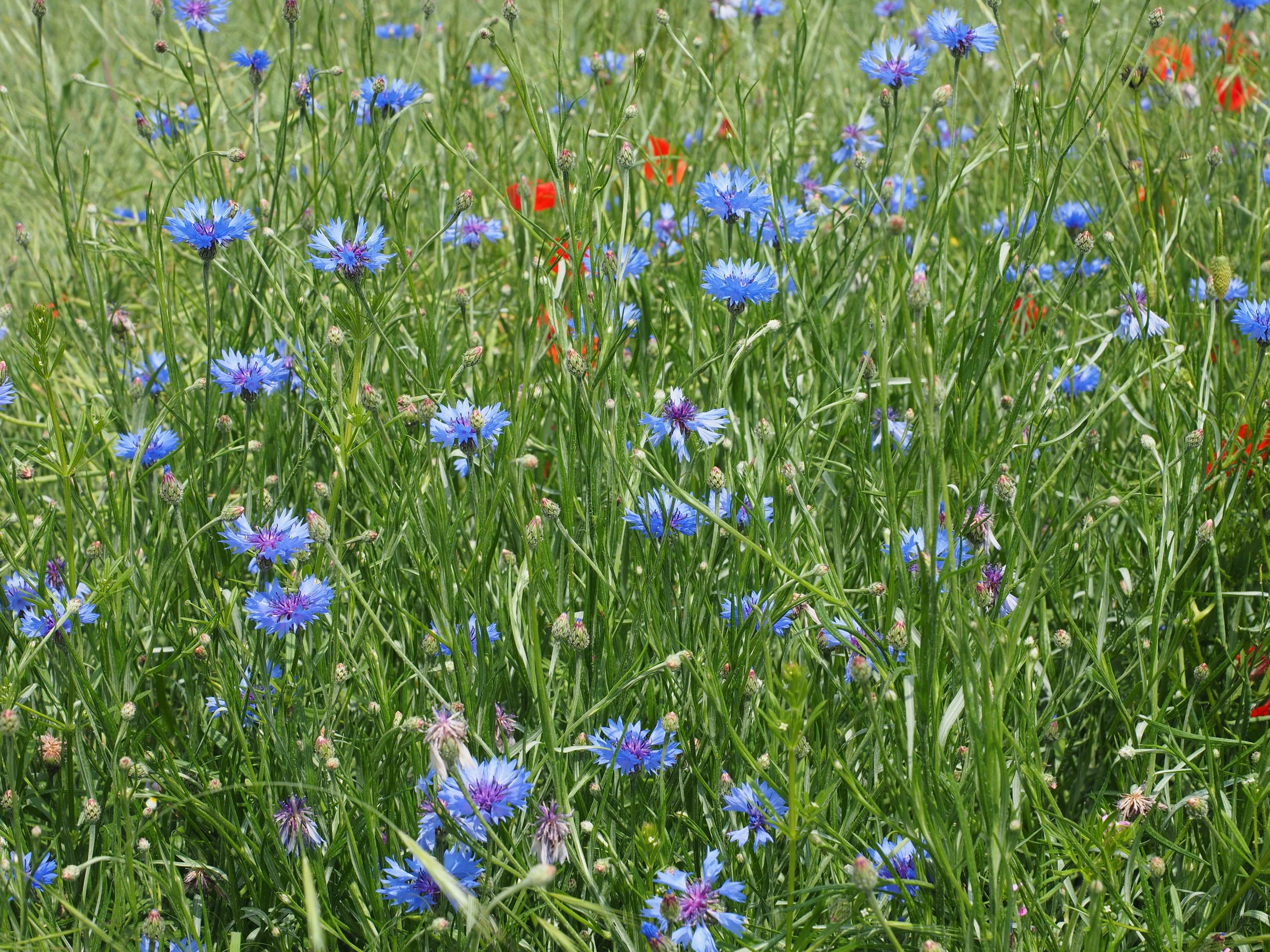 フリー写真画像 植物 フィールド 花 庭 草 夏 自然 チコリ ハーブ