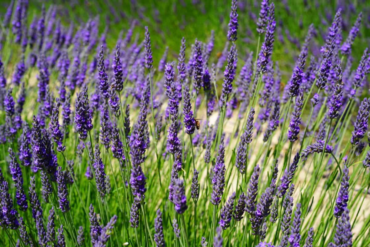 natur flora urt, parfyme, sommer, wildflower, feltet, lavendel