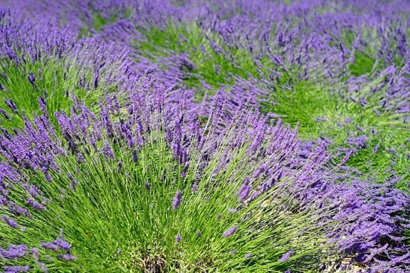 field, perfume, lilac, flower, aromatherapy, flora, nature
