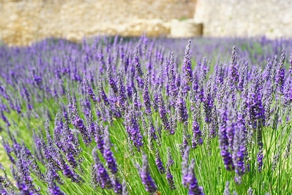 flora, summer, flower, nature, field, lavender, plant, herb, outdoor