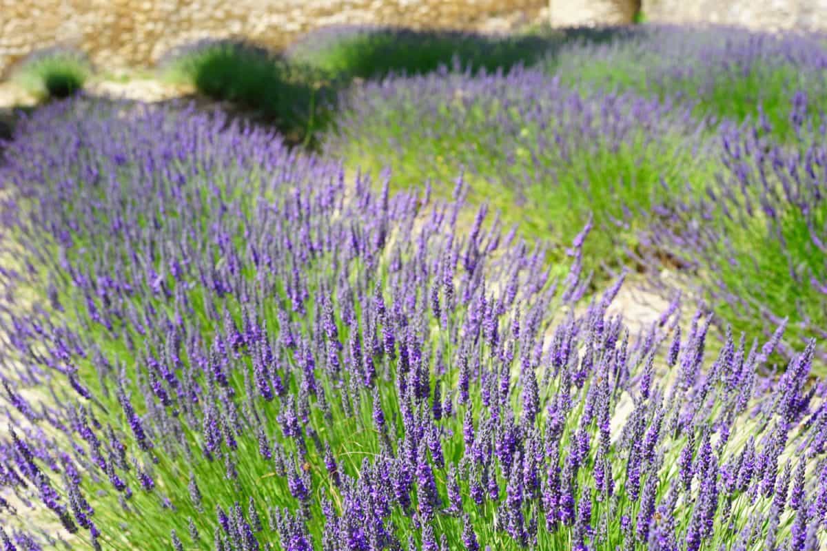 Landschaft, Lavendel, Natur, Feld, Flora, Blumen, Sommer, Aromatherapie