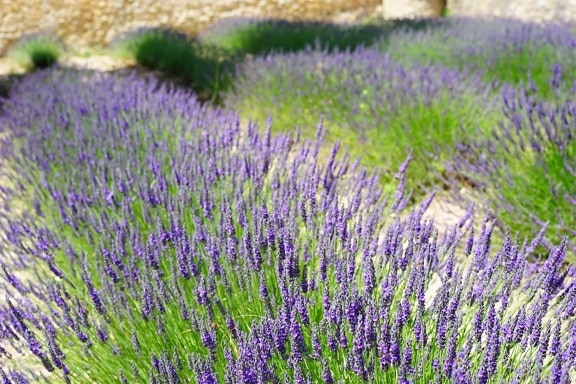 countryside, lavender, nature, field, flora, flower, summer, aromatherapy