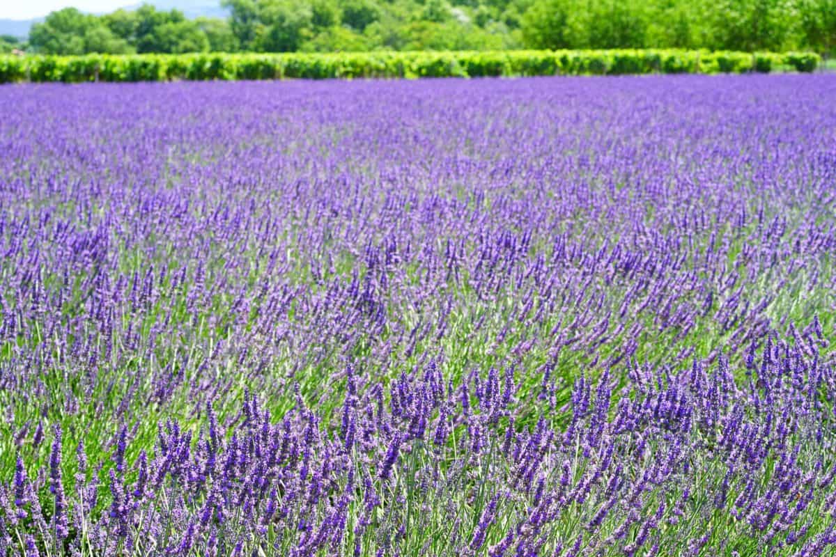 flora, summer, field, flower, nature, lavender, plant, countryside