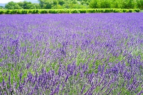 flora, summer, field, flower, nature, lavender, plant, countryside