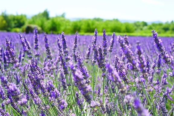 Flora, musim panas, parfum, bunga, lavender, pedesaan, bidang, alam