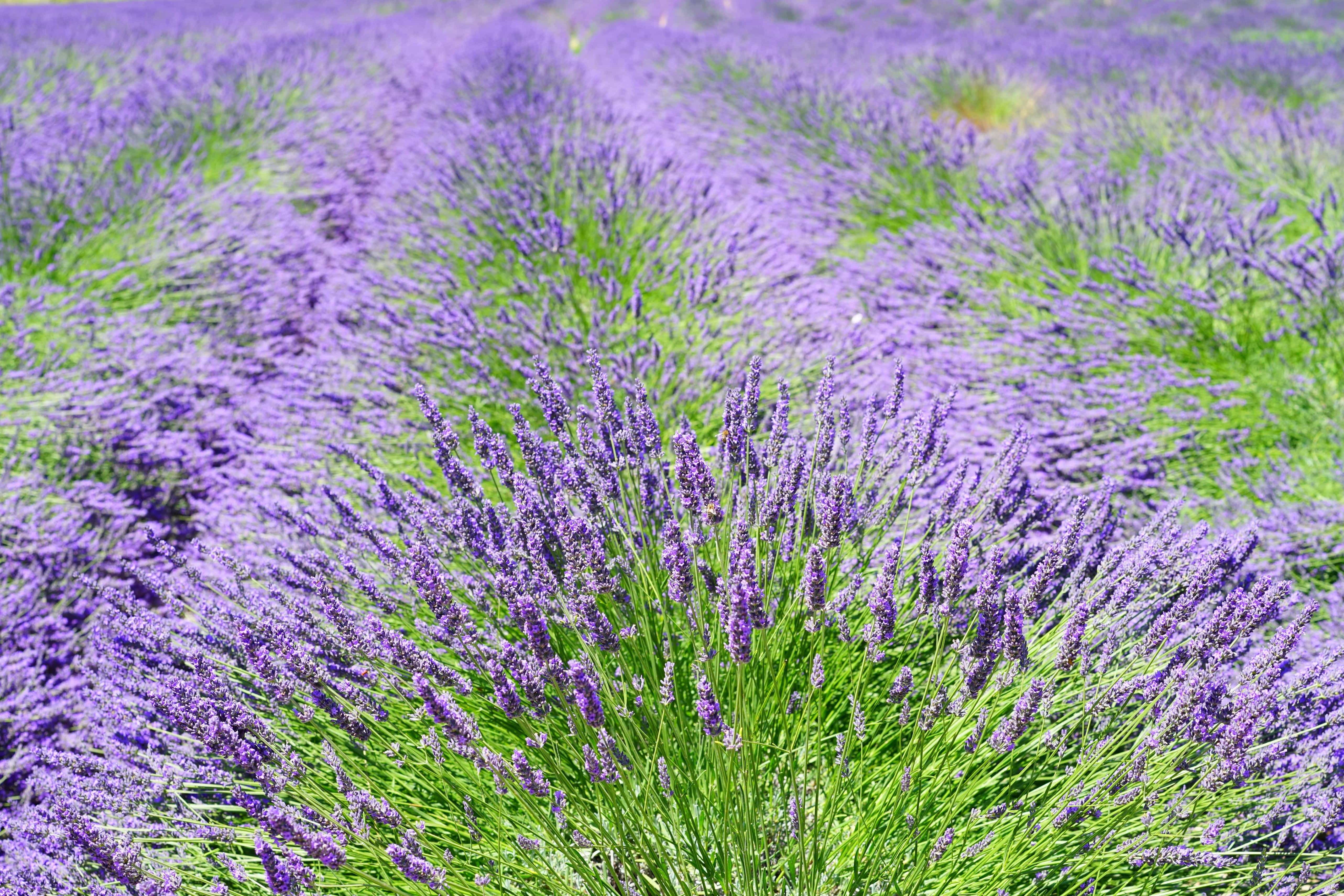 Free picture: nature, agriculture, lavender, flower, flora, summer, field
