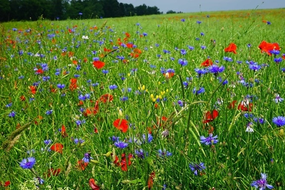 flower, poppy, flora, summer, field, grass, nature, meadow