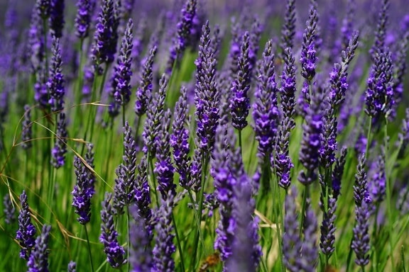 nature, flora, field, perfume, summer, flower, herb, lavender