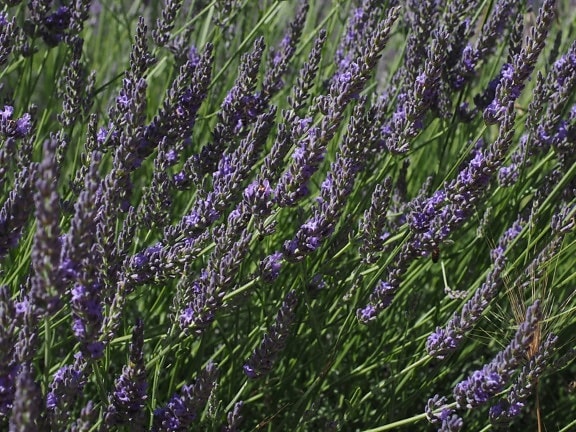 lavender, agriculture, summer, nature, herb, field, flora, flower