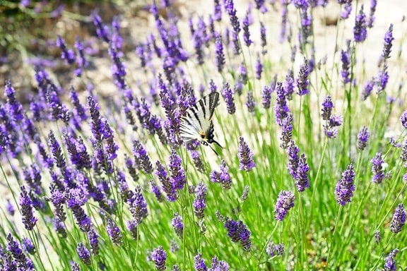 nature, field, flower, aromatherapy, lavender, summer, flora