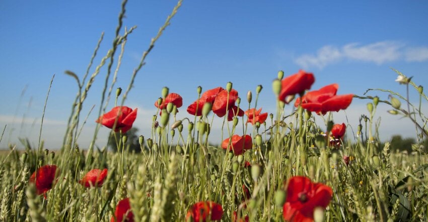 Free picture: summer, flora, grass, poppy, nature, flower, field, bloom