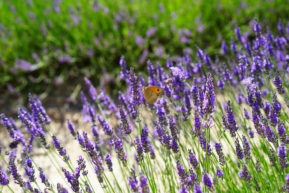 flora, flower, butterfly, field, aromatherapy, perfume, herb, nature