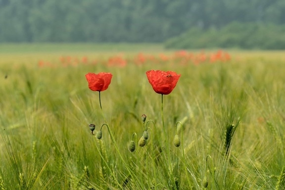 poppy, flower, field, nature, grass, agriculture, summer