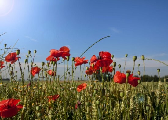 Free picture: flower, poppy, field, grass, nature, summer, countryside