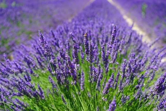 lavender, agriculture, flower, agriculture, nature, field, flora, summer