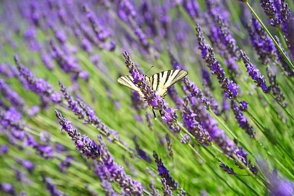 insect, lilac, flora, field, nature, flower, aromatherapy.