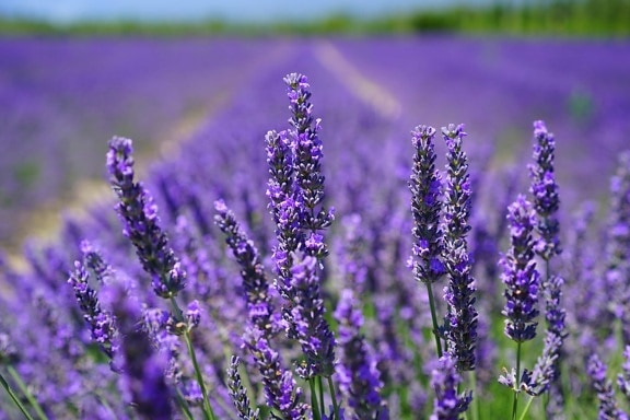 agriculture, summer, herb, flower, flora, field, nature, aromatherapy