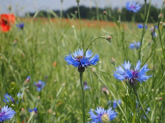 ดอกไม้ หญ้า ฟิลด์ ธรรมชาติ ฤดูร้อน สีน้ำเงิน พืช สวน สมุนไพร