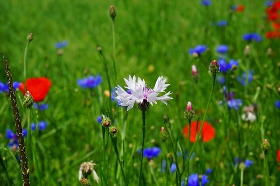 ฤดูร้อน หญ้า ฟิลด์ ดอกไม้ ธรรมชาติ พืช สีน้ำเงิน สมุนไพร ดอก