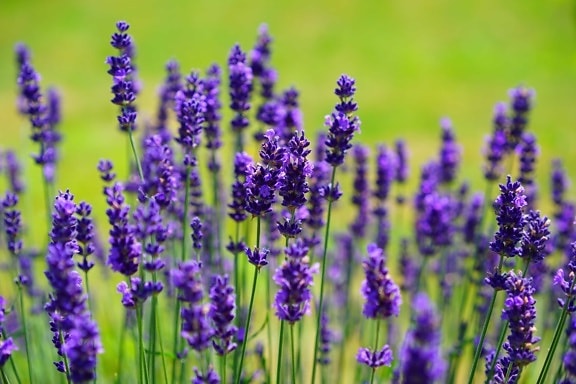 perfume, flower, field, nature, flora, lavender, plant, garden