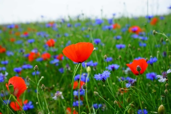 Flora, Blauwmaanzaad, natuur, gras, bloem, zomer, veld, kruid
