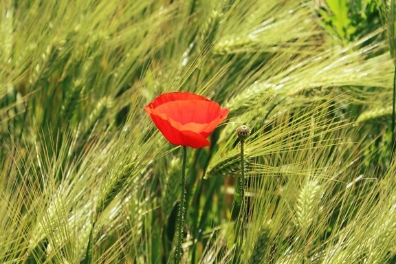 opium poppy, agriculture, summer, countryside, field, grass, nature, green grass