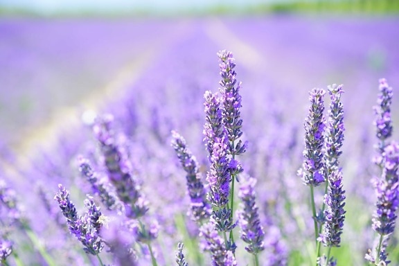 field, lilac, nature, summer, flower, flora, herb, lavender, detail, agriculture