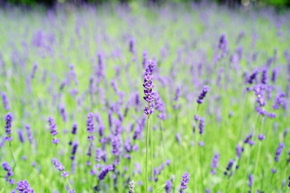 Flora, lavender, pertanian, Lapangan, alam, musim panas, pedesaan, bunga