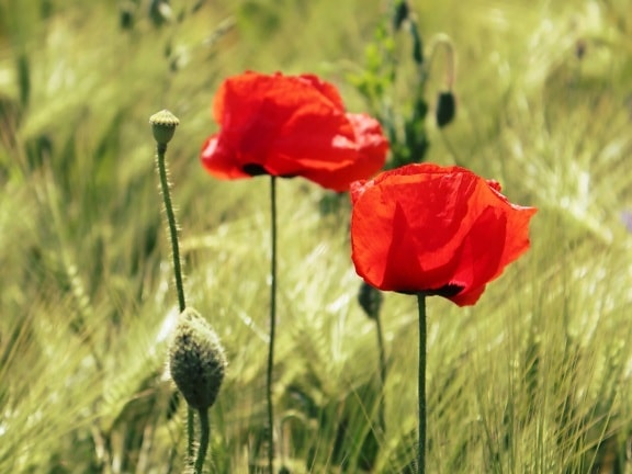 Free picture: summer, grass, poppy, flower, nature, field, plant, blossom