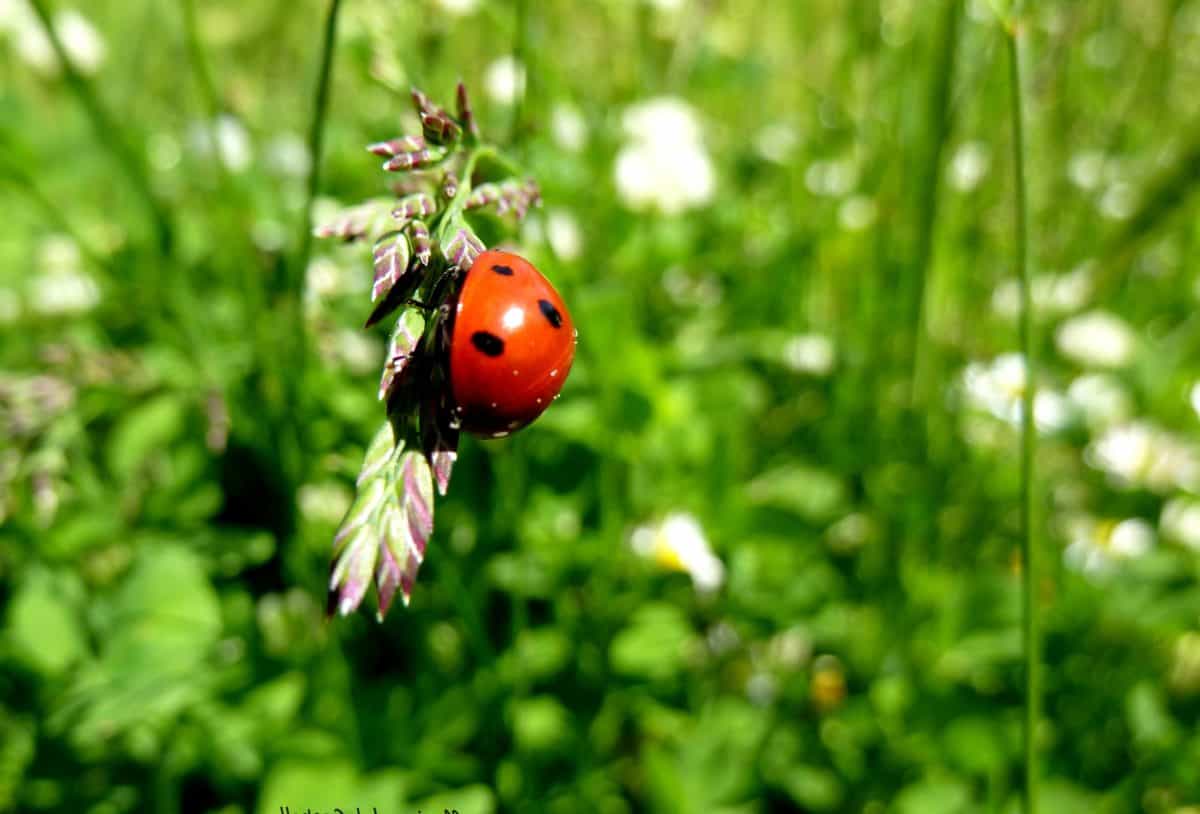 green grass, nature, beetle, insect, ladybug, arthropod, bug, garden