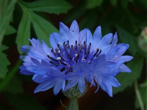 ใบ ฤดูร้อน ดอกไม้ พืช สวน ธรรมชาติ สีน้ำเงิน สมุนไพร