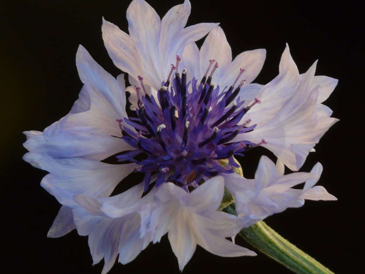 พืช ดอกไม้ ธรรมชาติ แมโคร ใบ หวาน กลีบดอก สีน้ำเงิน สมุนไพร พืช