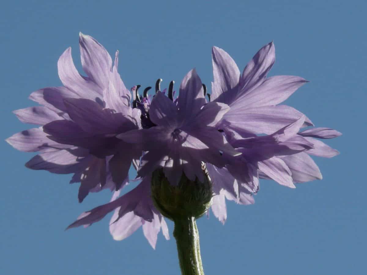ใบ ดอก ดอกไม้ ดอกไม้ แมโคร ธรรมชาติ สีน้ำเงิน สมุนไพร พืช