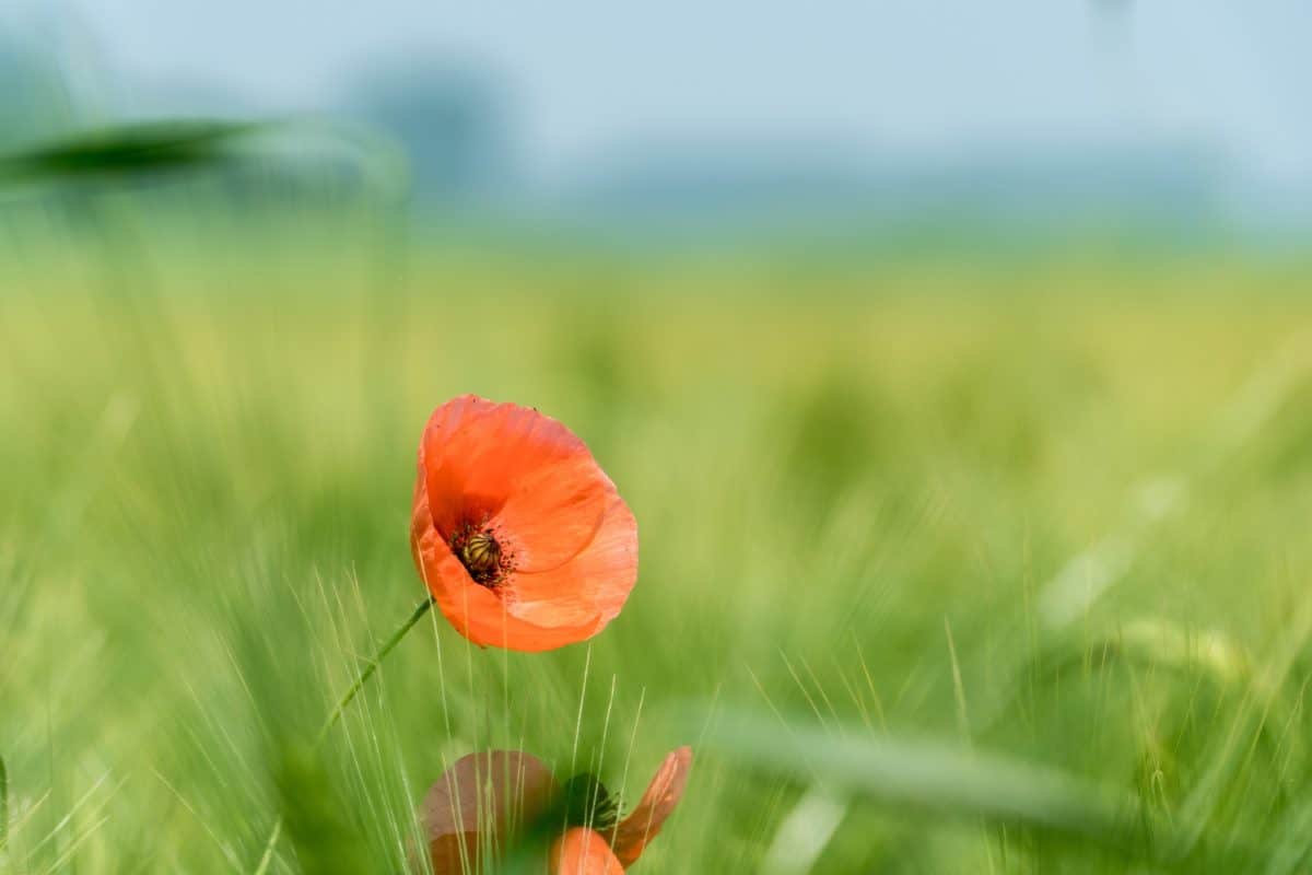 feltet, flora, sommer, blomster, gress, natur, poppy, eng