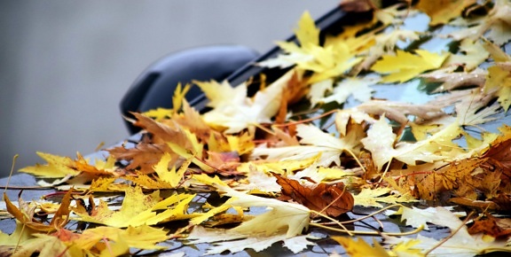 hoja, madera, otoño, coche, luz del día, al aire libre