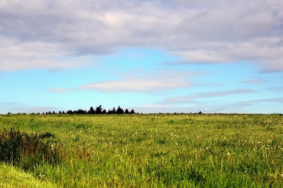 paysage, nature, herbe, champ, ciel, Prairie, l’agriculture