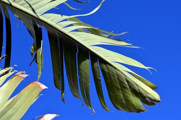 nature, texture, sky, herb, palm tree, green leaves, daylight, outdoor