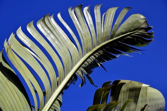 natureza, céu azul, verde folha, árvore, planta, palma, árvore, textura, casca